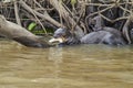 Giant river otter, Pteronura brasiliensis, a South American carnivorous mammal