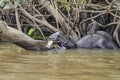 Giant river otter, Pteronura brasiliensis, a South American carnivorous mammal