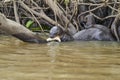 Giant river otter, Pteronura brasiliensis, a South American carnivorous mammal.