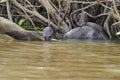 Giant river otter, Pteronura brasiliensis, a South American carnivorous mammal.