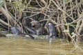 giant river otter Pteronura brasiliensis a South American carnivorous mammal