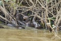 Giant river otter, Pteronura brasiliensis, a South American carnivorous mammal.