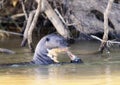 Giant River Otter (Pteronura brasiliensis) Swimming in a River Eating an Armored Catfish in Brazil Royalty Free Stock Photo