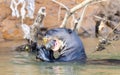 Giant River Otter (Pteronura brasiliensis) Swimming in a River Eating an Armored Catfish in Brazil Royalty Free Stock Photo