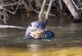 Giant River Otter (Pteronura brasiliensis) Swimming in a River Eating an Armored Catfish in Brazil Royalty Free Stock Photo