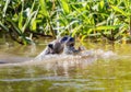 Giant River Otter (Pteronura brasiliensis) Swimming in a River Eating an Armored Catfish in Brazil Royalty Free Stock Photo