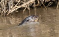 Giant River Otter (Pteronura brasiliensis) Swimming in a River in Brazil Royalty Free Stock Photo