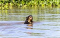 Giant River Otter (Pteronura brasiliensis) Swimming in a River in Brazil Royalty Free Stock Photo