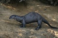 Giant-river otter, Pteronura brasiliensis Royalty Free Stock Photo