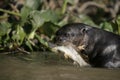 Giant-river otter, Pteronura brasiliensis Royalty Free Stock Photo