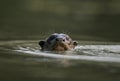 Giant-river otter, Pteronura brasiliensis Royalty Free Stock Photo