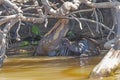 Giant River Otter Showing its Neck Patterns