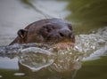 Giant river otter swims in fresh water river in Pantanal Royalty Free Stock Photo