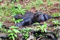 3 giant river otters laying together Royalty Free Stock Photo