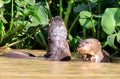 Giant River Otters looking alert in the river Royalty Free Stock Photo