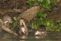 Giant River Otters at lunch