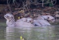 Giant River Otters