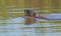 Giant River Otters Swimming in the Pantanal Wetlands Royalty Free Stock Photo