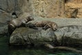 Giant River Otters Royalty Free Stock Photo