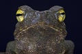 Giant river toad (Phrynoides aspera)