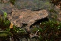 Giant River Toad, Sungei Tawan Toad (Phrynoidis juxtasper) in a natural habitat, Borneo Royalty Free Stock Photo
