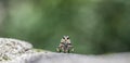 Giant robber fly, Japan.