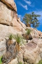 Giant rocks with desert plants and trees at Joshua Tree National Park California Royalty Free Stock Photo