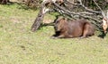 Giant rodents in the Uruguayan national park called capibara