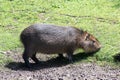 Giant rodents in the Uruguayan national park called capibara