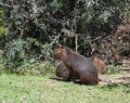 Giant rodents in the Uruguayan national park called capibara