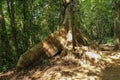 Giant Roots - Big fig tree Moreton Bay Fig, Ficus macrophylla roots in Bali. Big roots above the surface. Tropical tree roots in Royalty Free Stock Photo