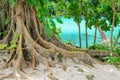 Giant Roots - Efate Island Royalty Free Stock Photo