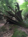 Giant roots from a fallen tree in the forest Royalty Free Stock Photo