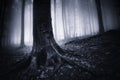 Giant roots in haunted forest Royalty Free Stock Photo