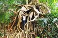 Giant roots tropical tree.