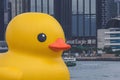 A giant Rubber Duck brings joy, smiles wherever it floats, June 18 2023