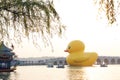 Giant Rubber Duck Debuts in Beijing