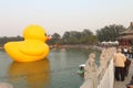 Giant Rubber Duck Debuts in Beijing