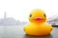 Giant Rubber Duck Visits Hong Kong