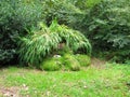 Giants Head, Lost Gardens of Heligan Royalty Free Stock Photo