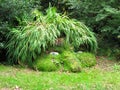 Giant's Head, Lost Gardens of Heligan Royalty Free Stock Photo