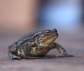 Giant sad black frog toad Royalty Free Stock Photo