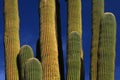 Giant Saguaro Cactus Royalty Free Stock Photo