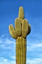 Giant Saguaro Cactus