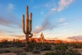 Giant Saguaro cactus in the Arizona desert at sunset Royalty Free Stock Photo