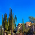 Saguaro cactus in the famous Desert Botanical Garden Phoenix Arizona