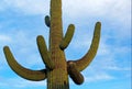 Giant Saguaro Cactus at National Park Landscape Royalty Free Stock Photo