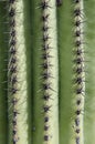 Close Up of Saguaro Cactus