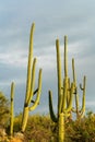 Giant saguaro cactus in rows in afternoon sunlight with looming gray storm clouds in background with shrubs