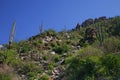 Giant Saguaro Cactus, Saguaro National Park Royalty Free Stock Photo